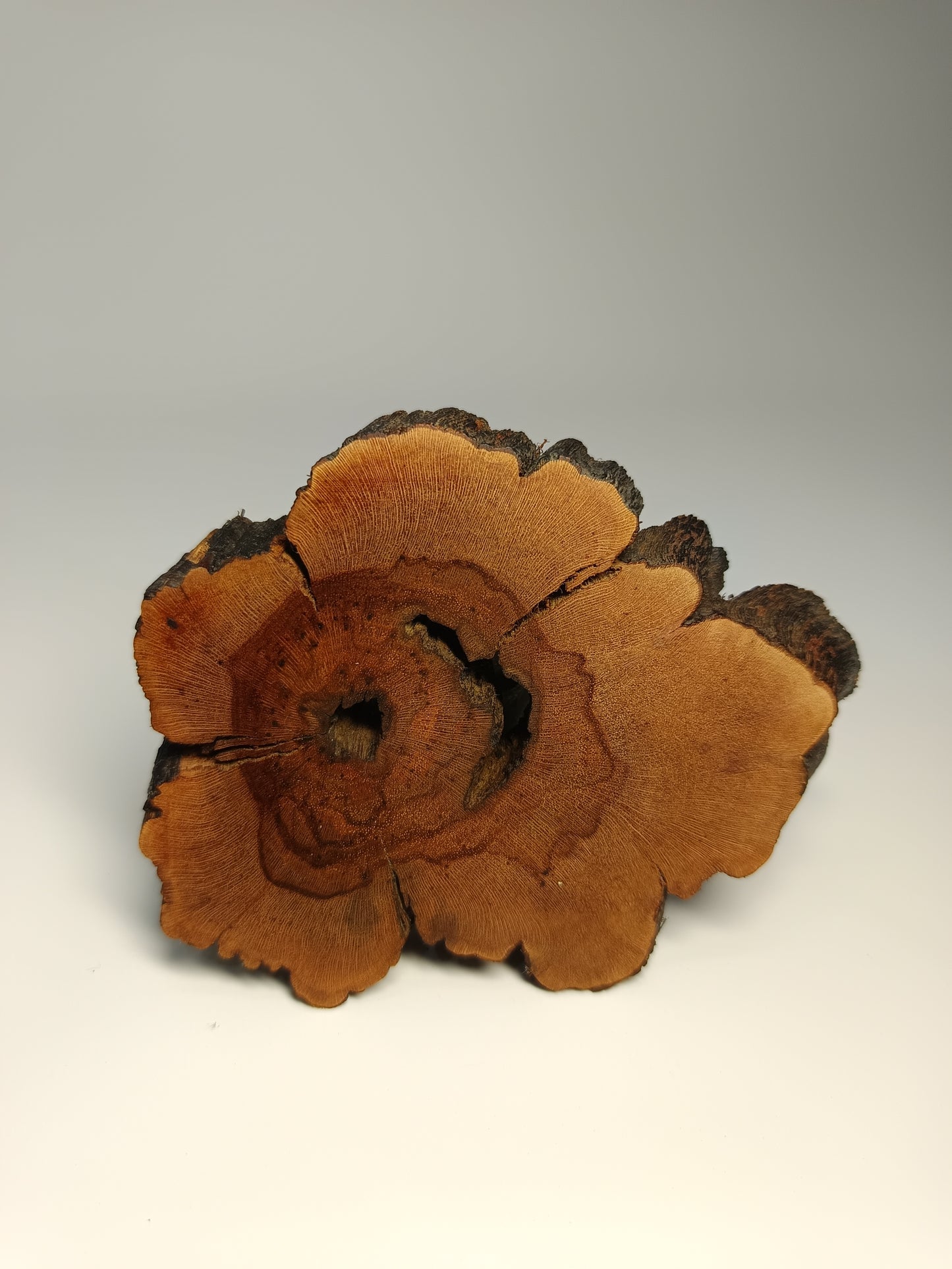 Maceta gres ·Laja vid