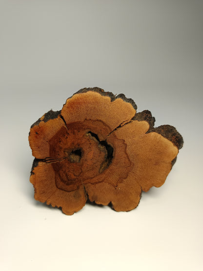 Maceta gres ·Laja vid