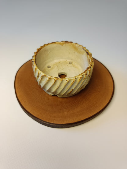 Maceta ·Laja camelia