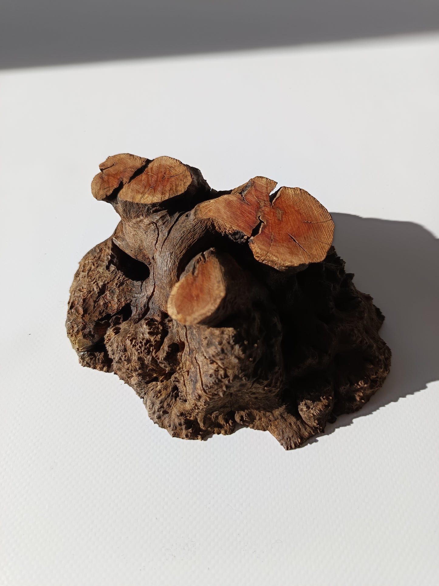 Maceta kurama ·Peana erica