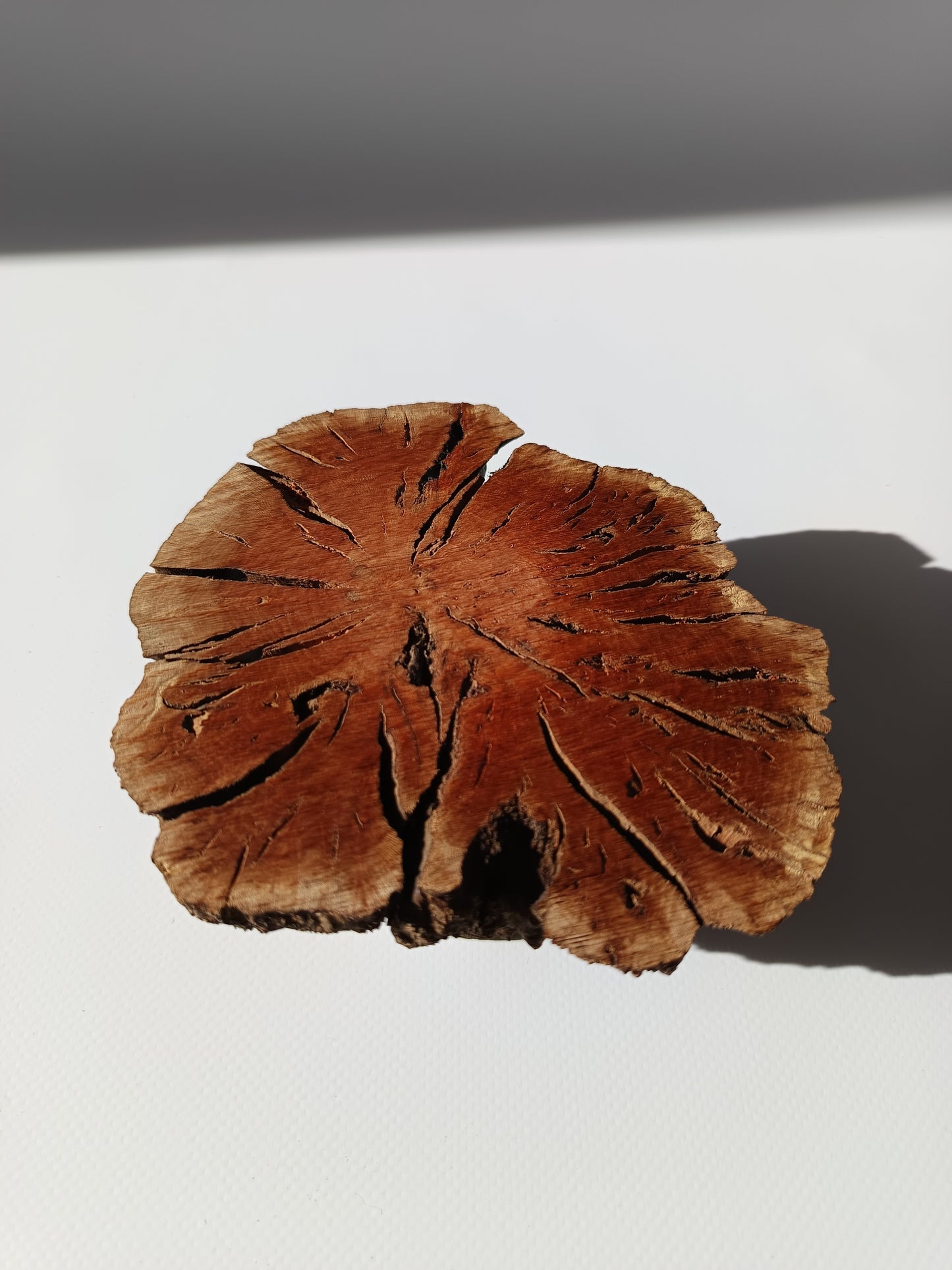 Maceta kurama ·Peana erica