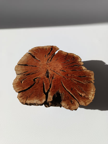 Maceta kurama ·Peana erica