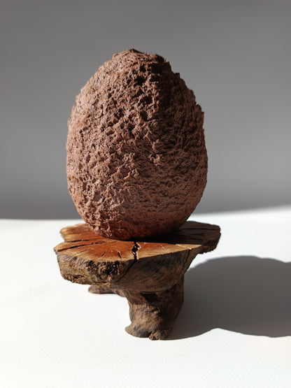 Maceta kurama ·Peana erica