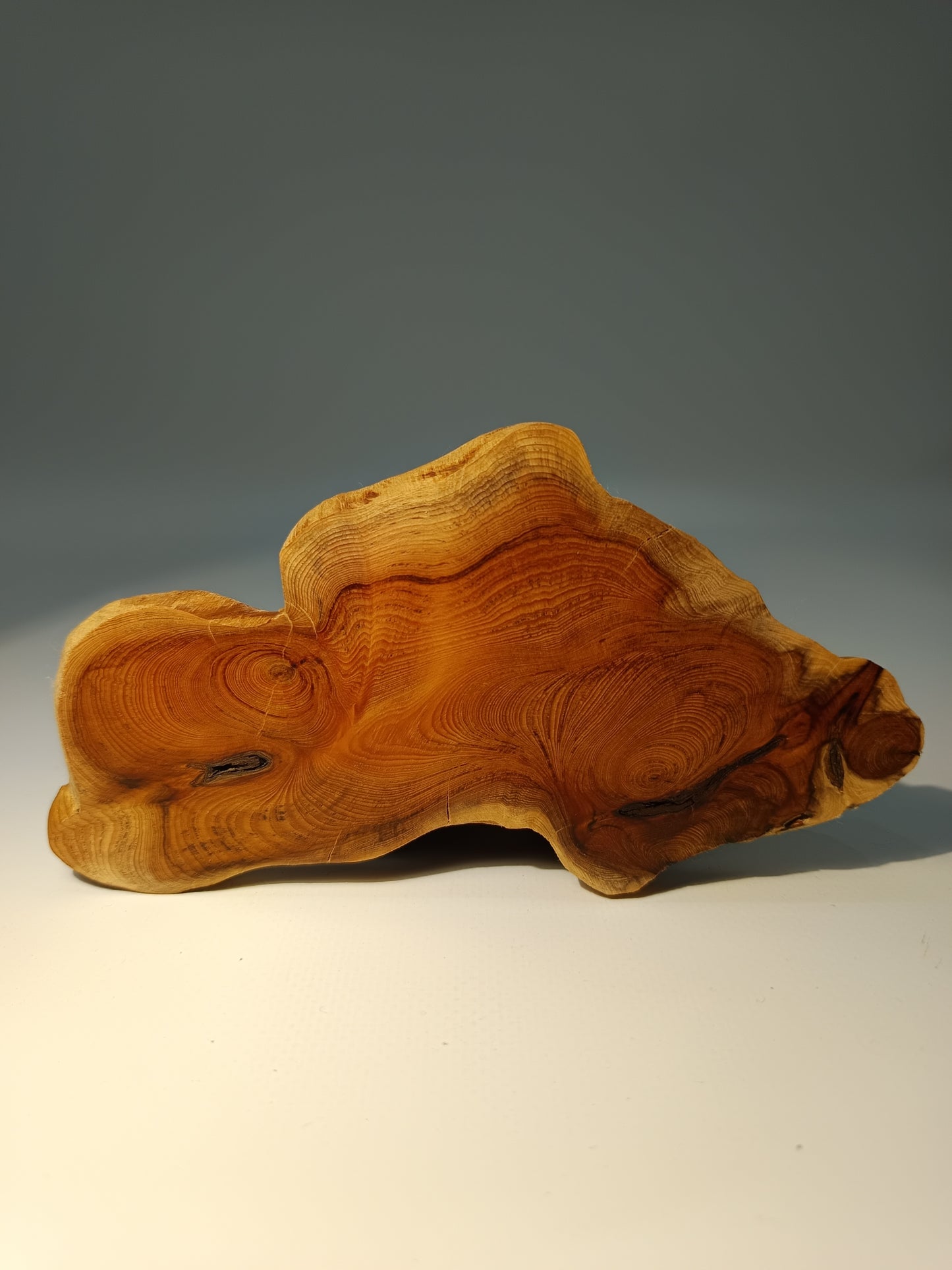 Maceta kusamono ·Laja tejo