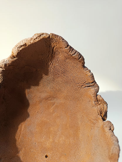 Maceta Bonsái MRZ250011