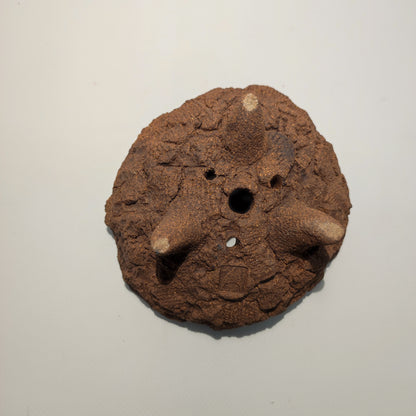 Maceta bonsái kurama